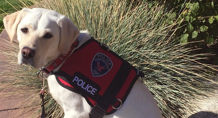 Police dog with harness