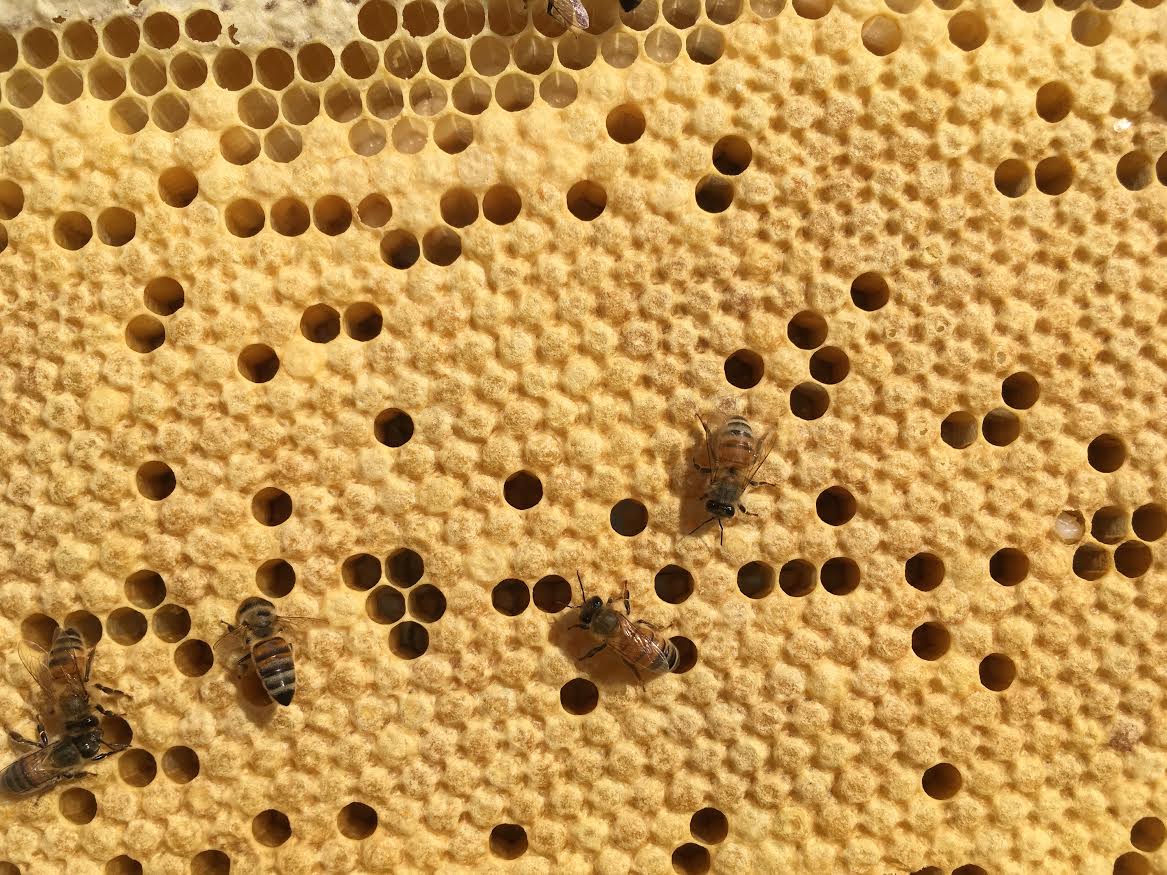 Photo: Close up of bees on a honeycomb